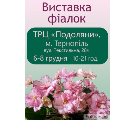 Выставка фиалок в Тернополе 6-8 декабря